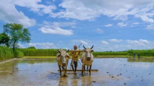 Impact of good monsoon rains on farmers