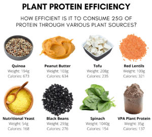 Plant-Based Protein Sources