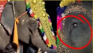 Madhuri Elephant Case