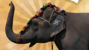 Madhuri Elephant Case