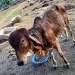 જાણો ગોપાષ્ટમીનો અનેરો મહિમા, શ્રીકૃષ્ણને પ્રિય ગાયોની હાલત થઈ છે કફોડી!