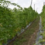 આપણી કૃષિ યુનિવર્સીટી એ દેશ માં શું કરવાનું હતું ?