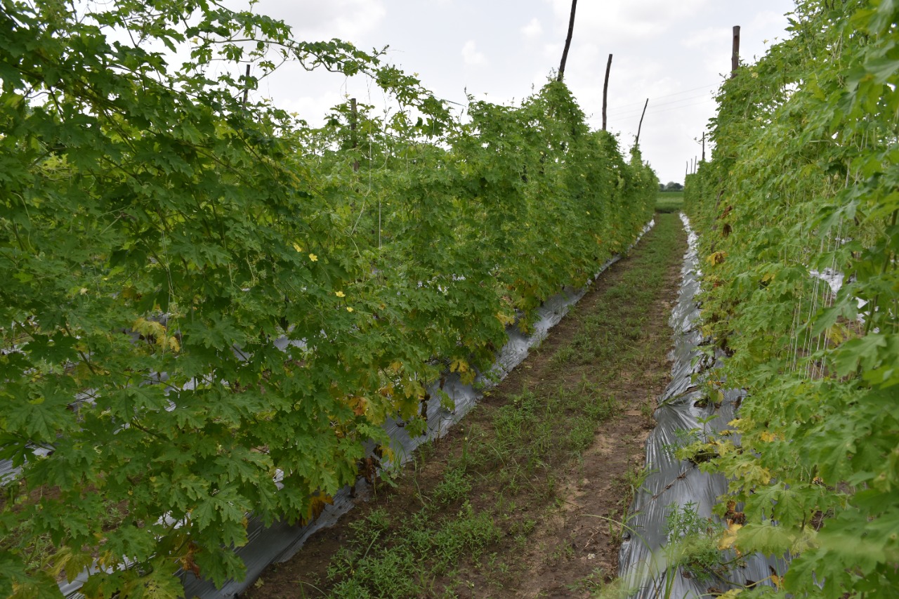 આપણી કૃષિ યુનિવર્સીટી એ દેશ માં શું કરવાનું…