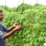 શાકભાજી ખેતીમાં માંડવા પદ્ધતિથી ખેડૂતો પોતાની આગવી આવડત થી ઇન્કમ કરી રહ્યા છે ડબલ