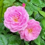 જાણો દેશી ગુલાબી ગુલાબ કેવી રીતે જતનથી વાવશો