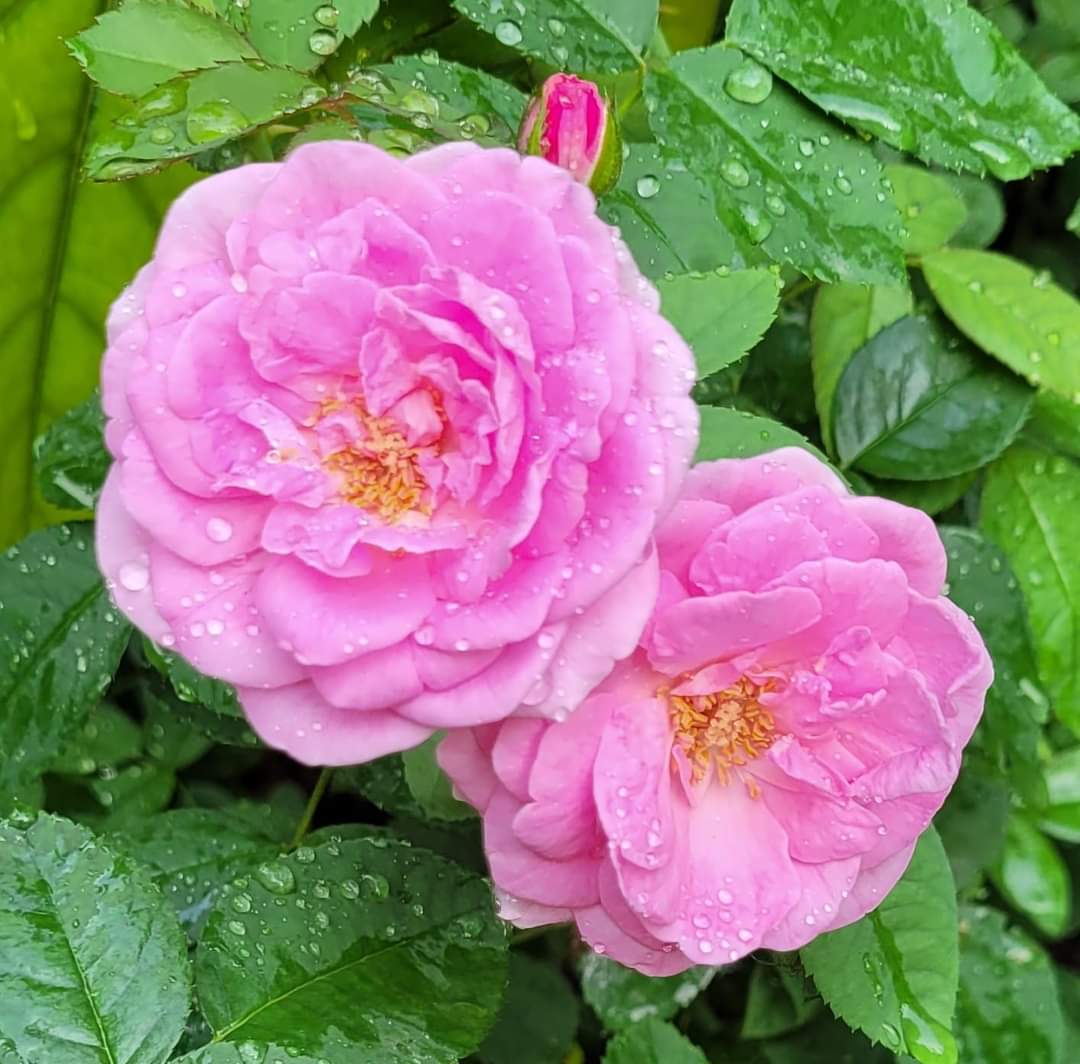 જાણો દેશી ગુલાબી ગુલાબ કેવી રીતે જતનથી વાવશો