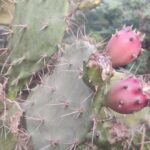 ફીંડલા – હાથલા થોર જેવી વનસ્પતિ ઔષધીના ઉપયોગમાં કેવી રીતે લેવામાં આવે છે?