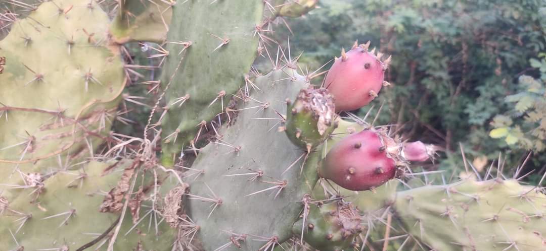 ફીંડલા – હાથલા થોર જેવી વનસ્પતિ ઔષધીના ઉપયોગમાં…