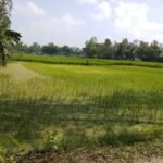 One Bigha Of Land :एक बीघा जमीन की लंबाई और चौड़ाई कितने फुट की होती हैं, ये खबर देगी आपको पूरी जानकारी