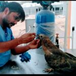 કરુણા અભિયાન 2023 અંતર્ગત કામધેનુ યુનિવર્સિટી ખાતેની વેટરનરી હોસ્પિટલ ખાતે પક્ષીઓનું રેસ્ક્યુ ઓપરેશન હાથ ધરાયું