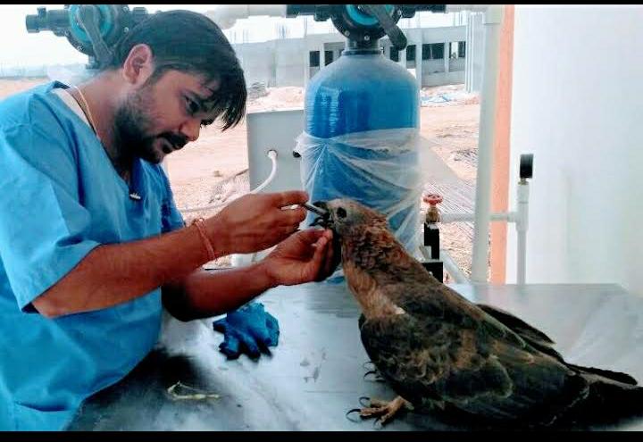  કરુણા અભિયાન 2023 અંતર્ગત કામધેનુ યુનિવર્સિટી ખાતેની વેટરનરી હોસ્પિટલ ખાતે પક્ષીઓનું રેસ્ક્યુ ઓપરેશન હાથ ધરાયું