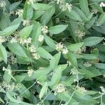 ડોડીની વેલ એટલે એટલે ઔષધિની અમૃતવેલ, જાણો એના બેનમૂન ફાયદા