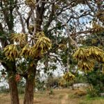 મહુડો એટલે સમગ્ર ભારતના આદિવાસીઓનું કલ્પવૃક્ષ