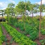 TEC, DoT & ICAR to host ITU/FAO Workshop on “Cultivating tomorrow: Advancing digital agriculture through IoT and AI