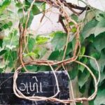 ગળોને કેમ આર્યુવેદમાં અમૃતવેલ, ગીલોય, અમૃતા જેવા નામથી ઓળખવામાં આવે છે?