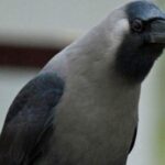 કાગડો : કહેવતોમાં અને કાગવાસમાં જ રહ્યોં છે કે શું?