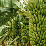 Uttar Pradesh: Kushinagar bananas winning hearts from Punjab to Kashmir