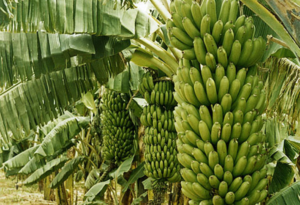  Uttar Pradesh: Kushinagar bananas winning hearts from Punjab to Kashmir