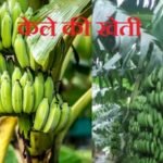 Uttar Pradesh:यूपी के किसानों में बढ़ा केले की खेती का क्रेज