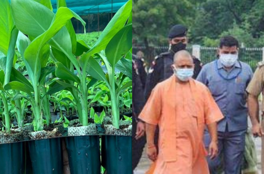  Chief Minister Yogi Adityanath revitalizes banana cultivation and associated industries by designating it as Kushinagar’s ODOP