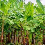 Uttar Pradesh: Banana emerges as a more profitable alternative to traditional crops in Purvanchal and Awadh regions with Yogi govt’s support