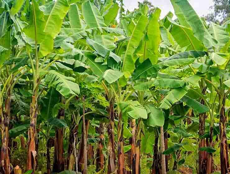  Uttar Pradesh: Banana emerges as a more profitable alternative to traditional crops in Purvanchal and Awadh regions with Yogi govt’s support