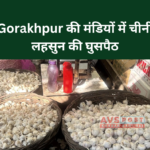 Gorakhpur की मंडियों में Chinese garlic की घुसपैठ