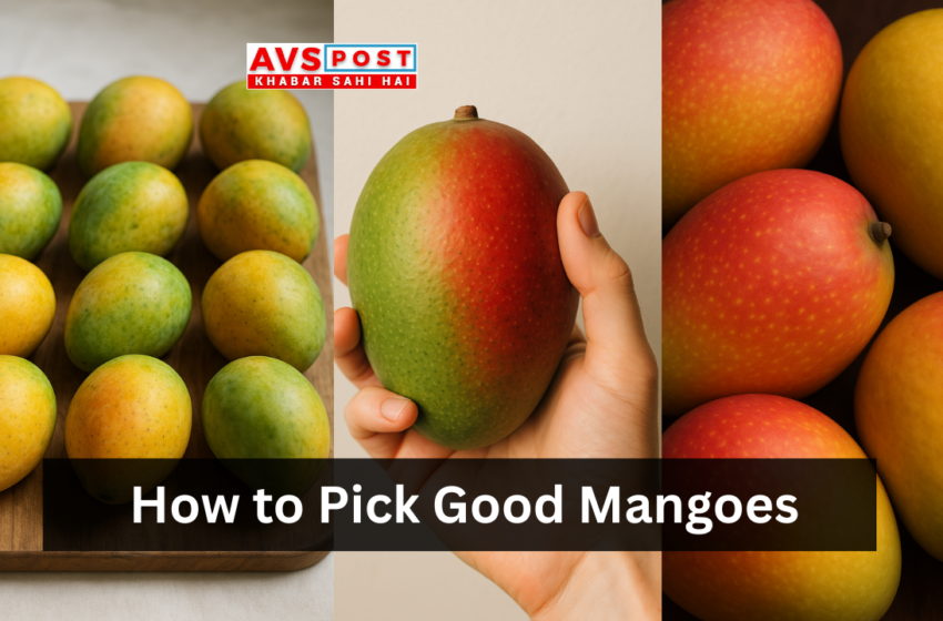 How to Pick Good Mangoes : Expert Tips for Choosing Fresh, Sweet, and Safe Mangoes