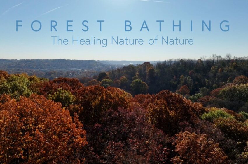 6 Effective Ways Forest Bathing Improves Your Mood & Mind